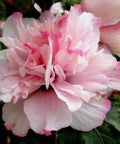 Peppermint Smoothie™ Althea Shrub