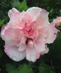Peppermint Smoothie™ Althea Shrub