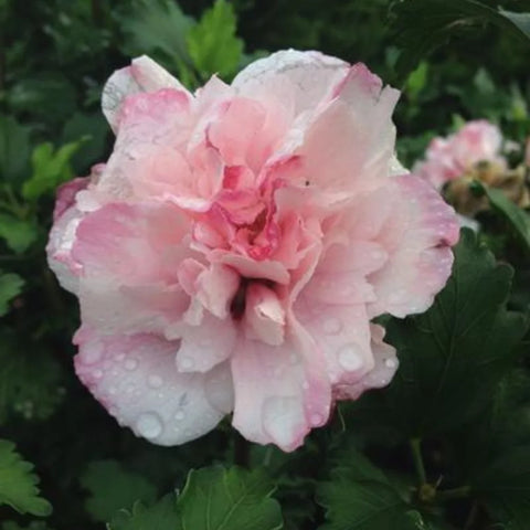 Peppermint Smoothie™ Althea Shrub