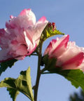 Peppermint Smoothie™ Althea Shrub