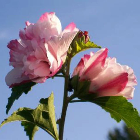 Peppermint Smoothie™ Althea Shrub