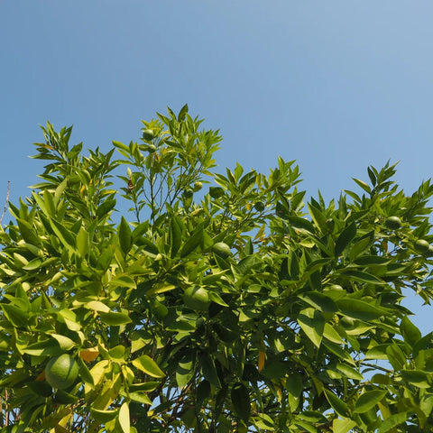 Persian Bearss Lime Tree