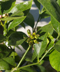 Persian Bearss Lime Tree