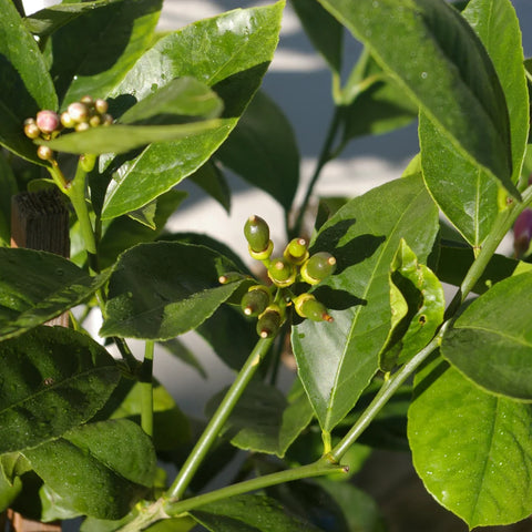 Persian Bearss Lime Tree