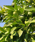 Persian Bearss Lime Tree