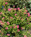 Petite Embers Crape Myrtle