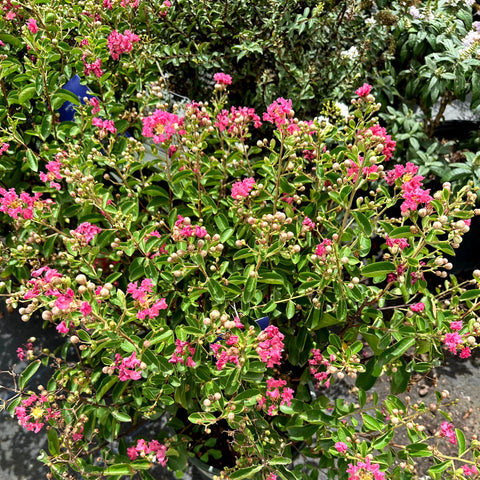 Petite Embers Crape Myrtle