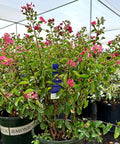 Petite Embers Crape Myrtle