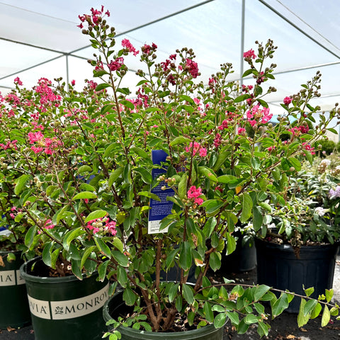 Petite Embers Crape Myrtle