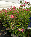 Petite Embers Crape Myrtle