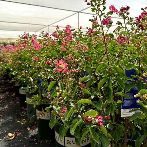 Petite Embers Crape Myrtle