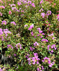 Petite Orchid Crape Myrtle