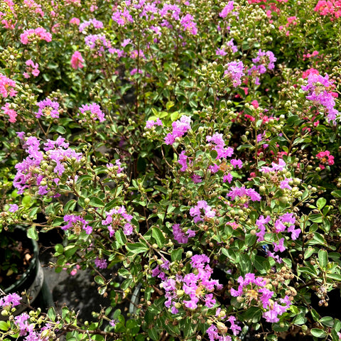 Petite Orchid Crape Myrtle