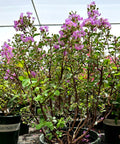 Petite Orchid Crape Myrtle