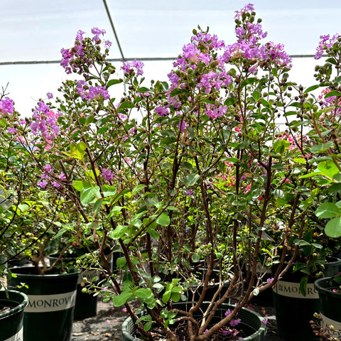 Petite Orchid Crape Myrtle