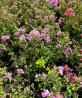 Petite Orchid Crape Myrtle