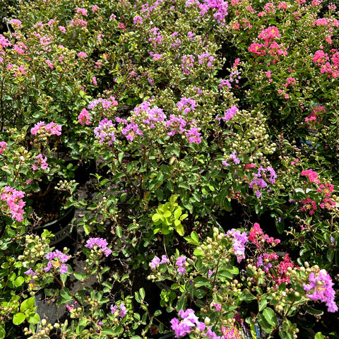 Petite Orchid Crape Myrtle