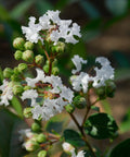 Petite Snow Crape Myrtle