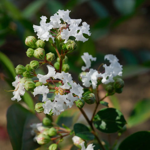 Petite Snow Crape Myrtle