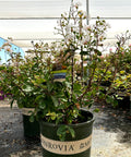 Petite Snow Crape Myrtle