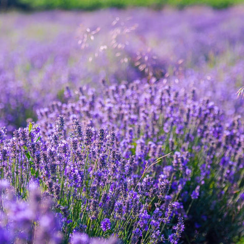 Phenomenal Lavender