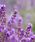 Phenomenal Lavender