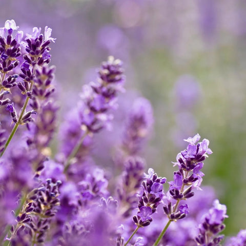 Phenomenal Lavender