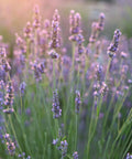 Phenomenal Lavender