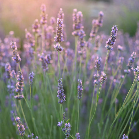 Phenomenal Lavender