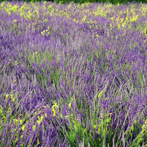 Phenomenal Lavender