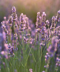 Phenomenal Lavender