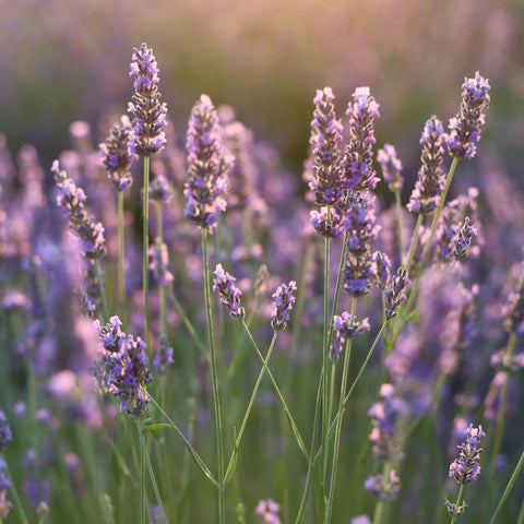 Phenomenal Lavender