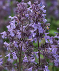 Picture Purrfect Catmint