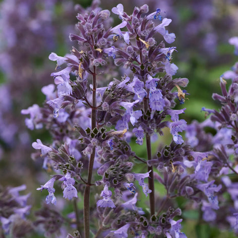 Picture Purrfect Catmint