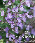 Picture Purrfect Catmint