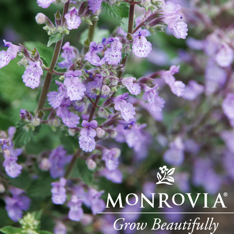 Picture Purrfect Catmint