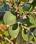 Pineapple Guava Shrub