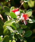 Pineapple Guava Shrub