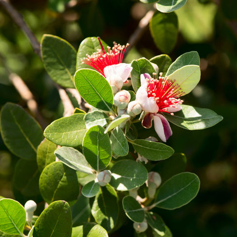 Pineapple Guava Shrub