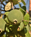 Pineapple Guava Shrub