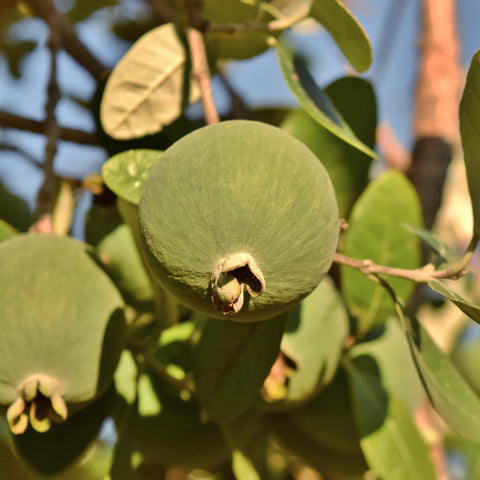 Pineapple Guava Shrub