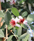Pineapple Guava Shrub