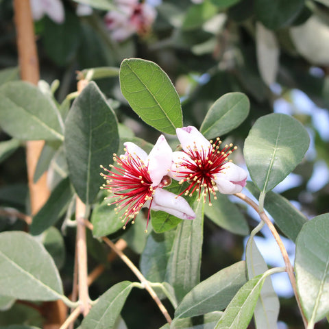 Pineapple Guava Shrub