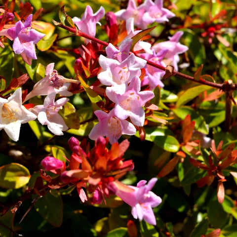 Pink Abelia