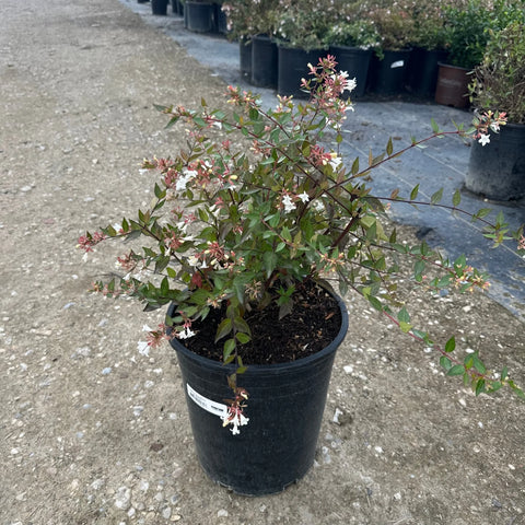 Pink Abelia