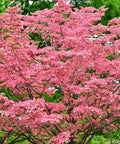 Pink Dogwood