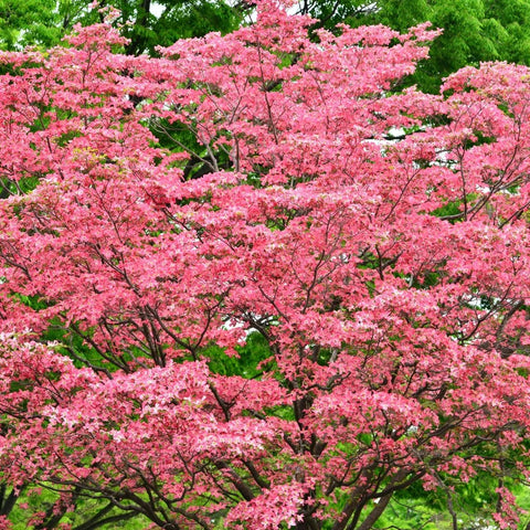 Pink Dogwood