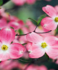 Pink Dogwood