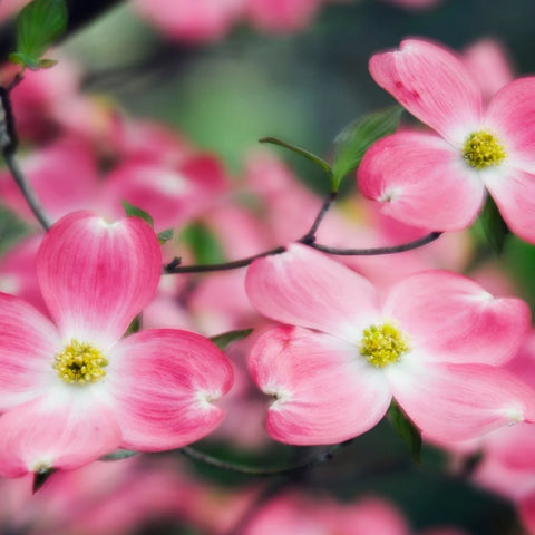 Pink Dogwood