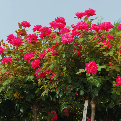 Pink Double Knock Out® Rose Tree